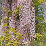 Glicina (Wisteria) cataratoare Honbeni cu flori roz-pal