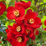 Gutui Japonez, Merisor (Chaenomeles) Crimson and Gold, cu flori rosu-auriu - VERDENA-60-70 cm inaltime, livrat in ghiveci de 2 l