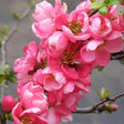 Gutui Japonez, Merisor (Chaenomeles) Pink Trail, cu flori roz