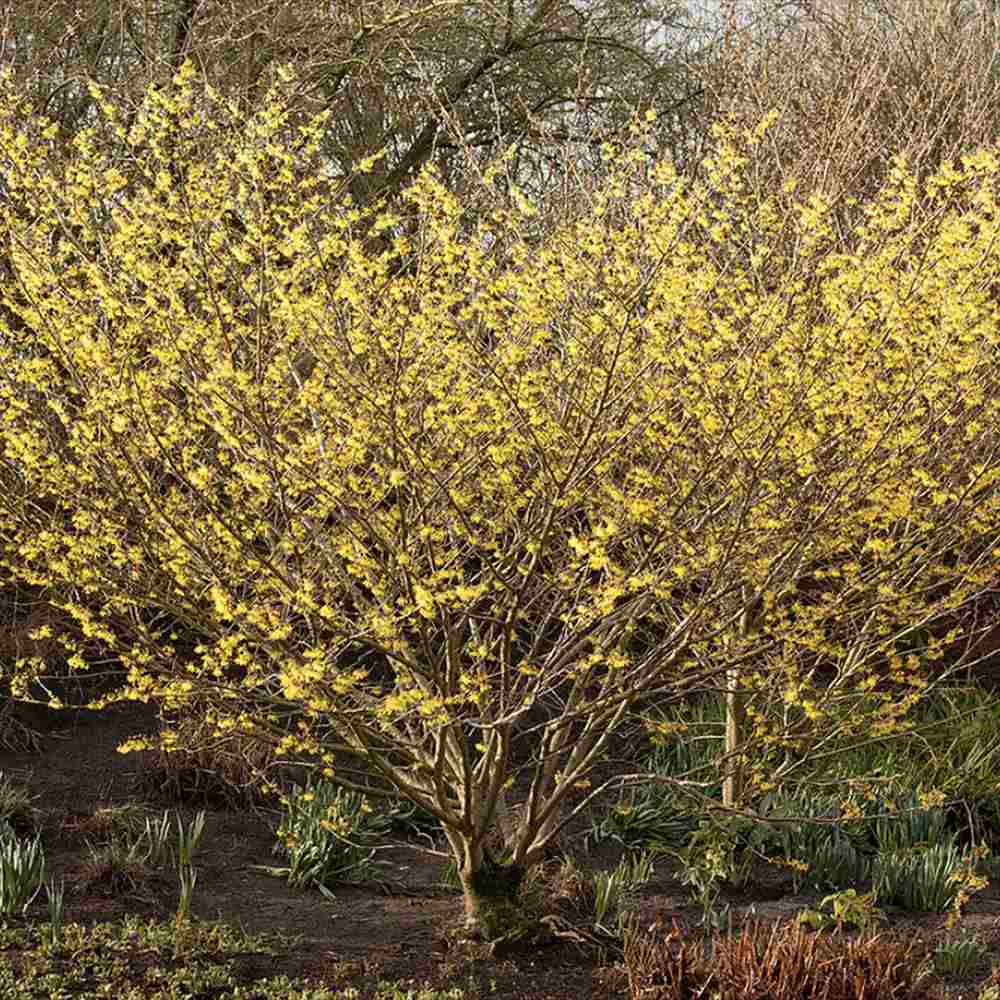 Alunul vrajitoarelor (Hamamelis intermedia), cu flori galbene