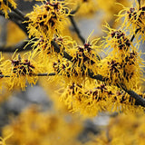 Alunul vrajitoarelor (Hamamelis intermedia), cu flori galbene