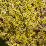 Alunul vrajitoarelor (Hamamelis intermedia), cu flori galbene