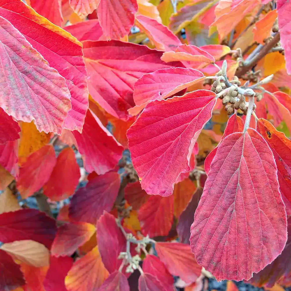 Alunul vrajitoarelor (Hamamelis intermedia), cu flori galbene