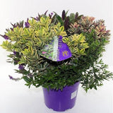 Hebe Addenda Quattro- 4 culori