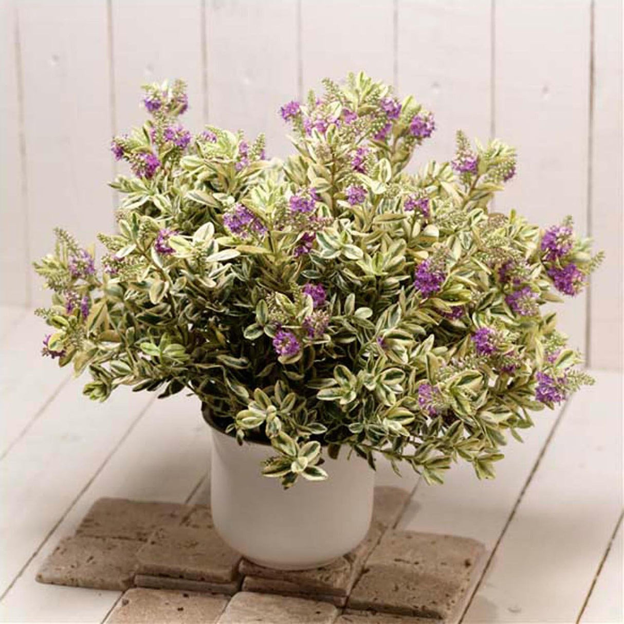 Hebe Andersonii Variegata