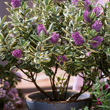 Hebe Andersonii Variegata