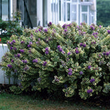 Hebe Andersonii Variegata