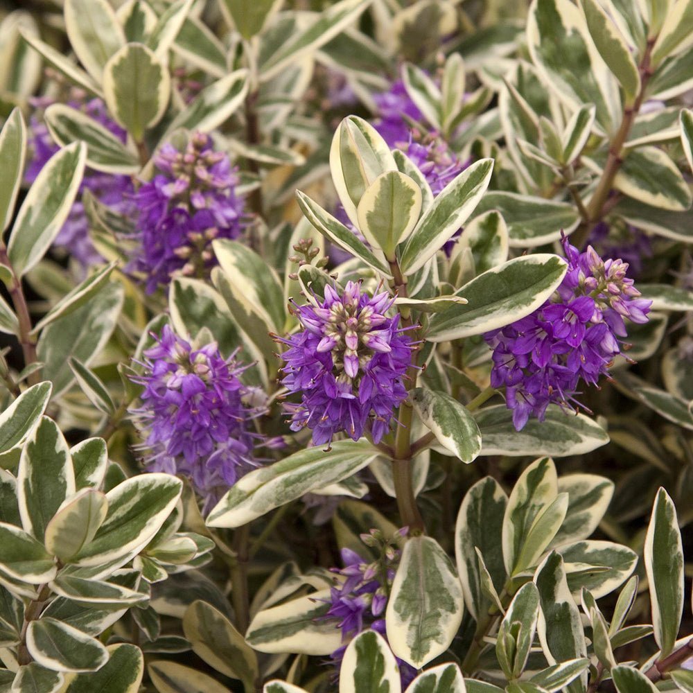 Hebe Andersonii Variegata