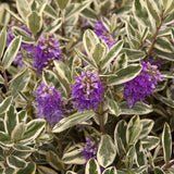 Hebe Andersonii Variegata