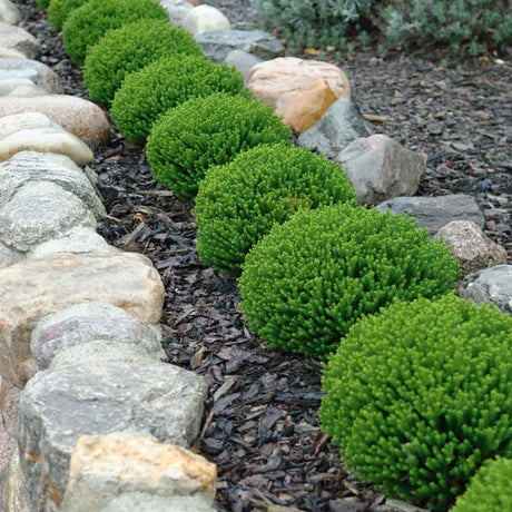 Hebe Globular Emerald Green