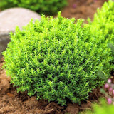 Hebe Globular Emerald Green