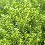 Hebe Globular Emerald Green