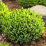 Hebe Globular Emerald Green