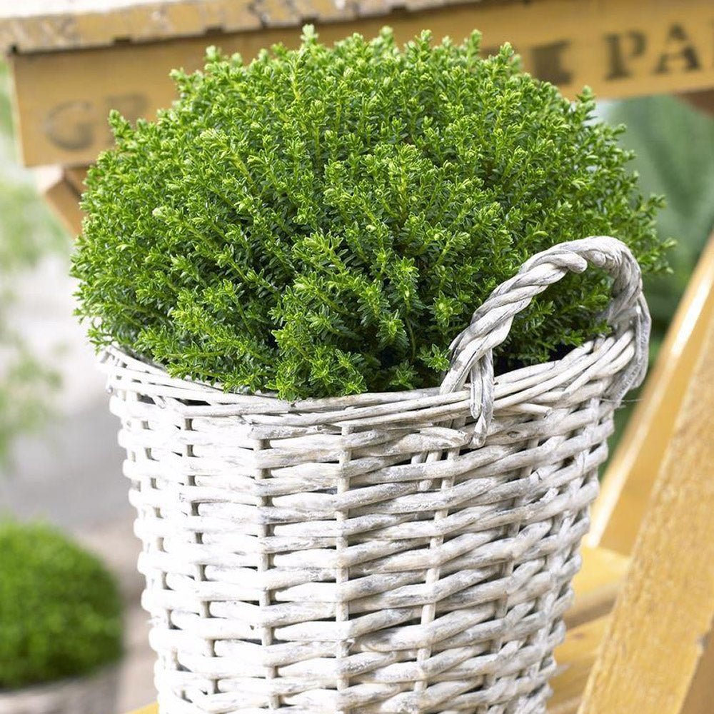 Hebe Globular Emerald Green