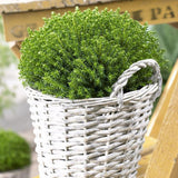 Hebe Globular Emerald Green