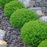 Hebe Globular Emerald Green