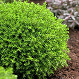 Hebe Globular Emerald Green