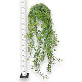 Бръшлян Hedera Helix 'Wonder' 140 см – декоративно стайно растение, пречистващо въздуха
