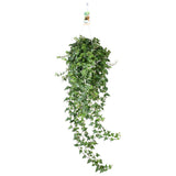 Бръшлян Hedera Helix Wonder – ефектно стайно растение, пречистващо въздуха