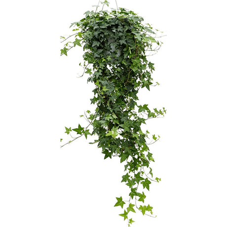 Бръшлян Hedera Helix 'Wonder' 140 см – декоративно стайно растение, пречистващо въздуха