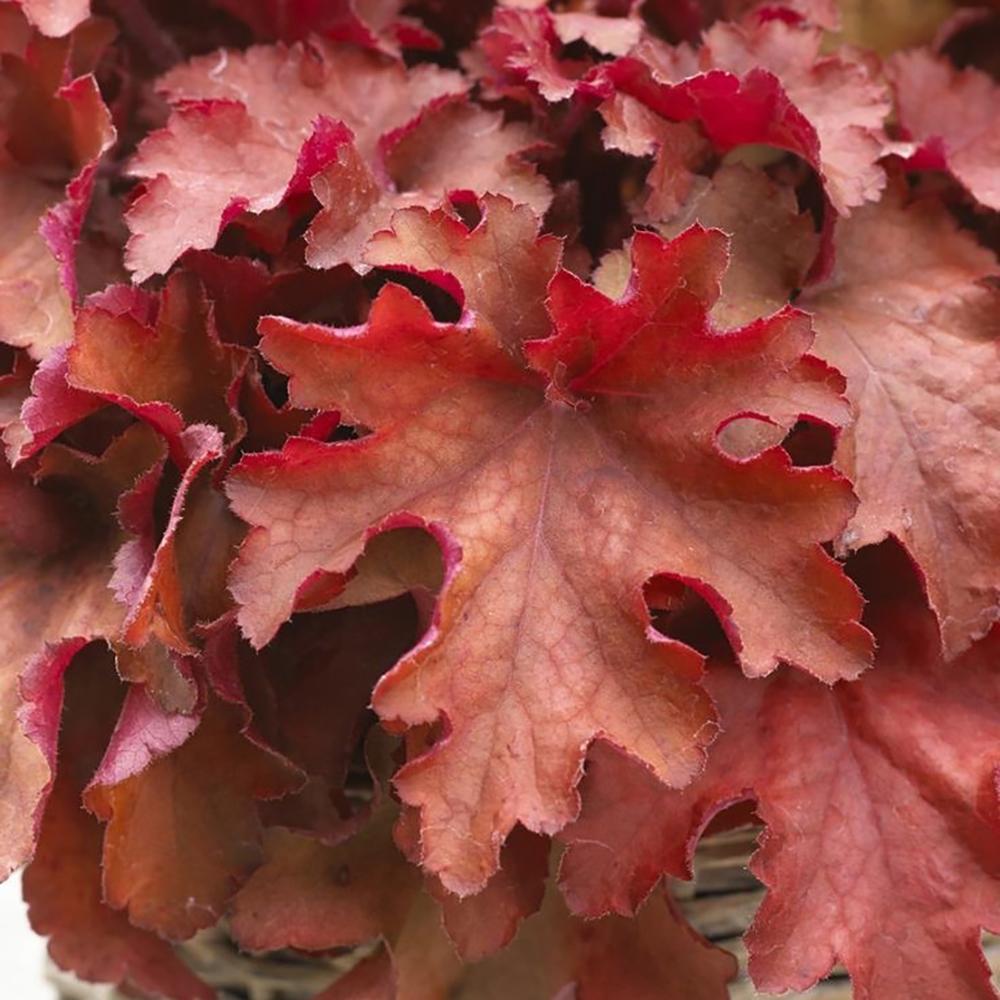 Clopotel purpuriu visiniu (Heuchera) Boysenberry, acoperitor de sol