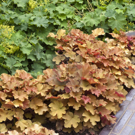 Clopotel purpuriu auriu-caramel (Heuchera) Caramel, acoperitor de sol