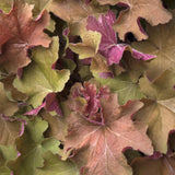Clopotel purpuriu auriu-caramel (Heuchera) Caramel, acoperitor de sol