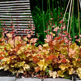 Clopotel purpuriu auriu-caramel (Heuchera) Caramel, acoperitor de sol