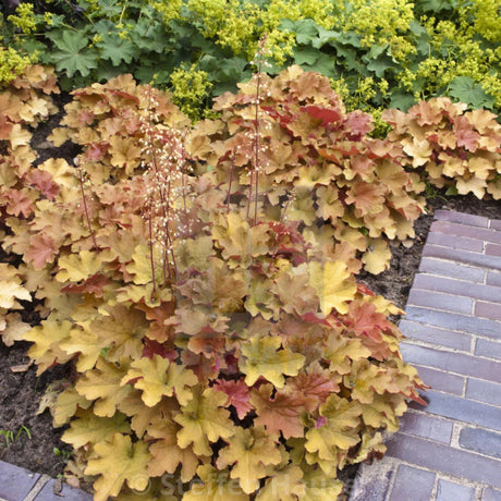 Clopotel purpuriu auriu-caramel (Heuchera) Caramel, acoperitor de sol