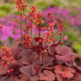 Clopotel purpuriu rosu-inchis (Heuchera) Cherry Cola, acoperitor de sol