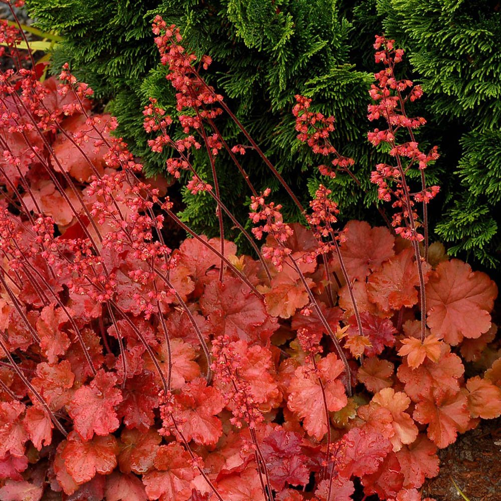 Clopotel purpuriu rosu-inchis (Heuchera) Cherry Cola, acoperitor de sol