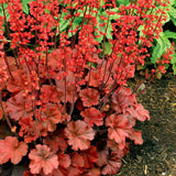 Clopotel purpuriu rosu-inchis (Heuchera) Cherry Cola, acoperitor de sol