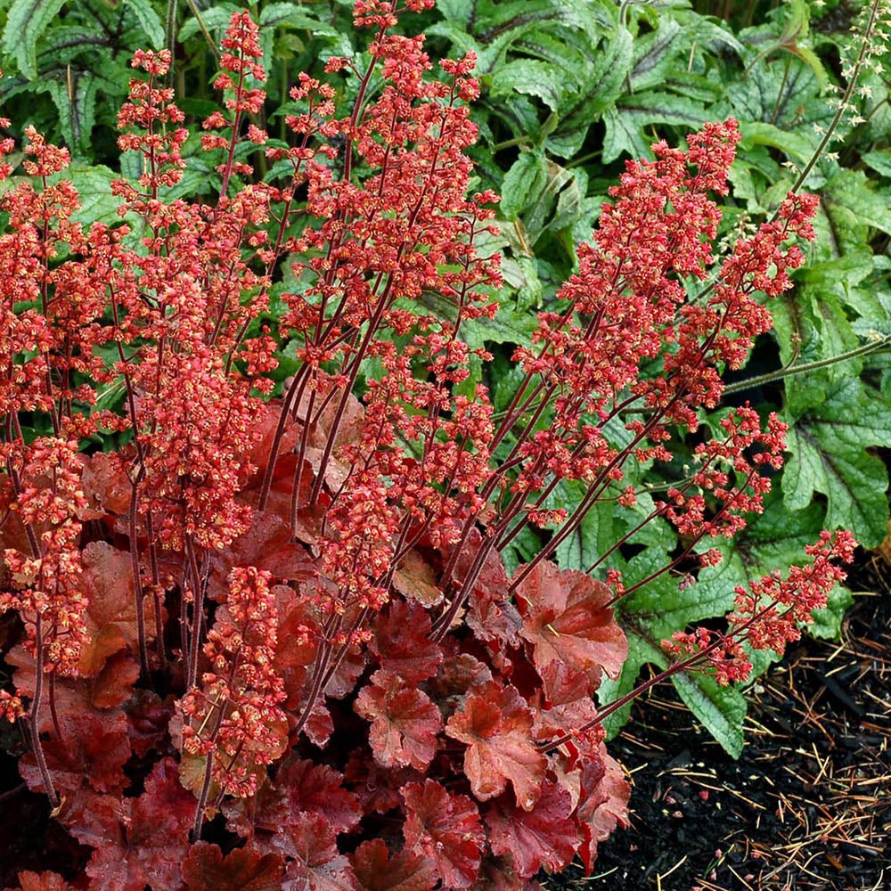 Clopotel purpuriu rosu-inchis (Heuchera) Cherry Cola, acoperitor de sol