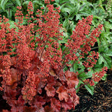 Clopotel purpuriu rosu-inchis (Heuchera) Cherry Cola, acoperitor de sol