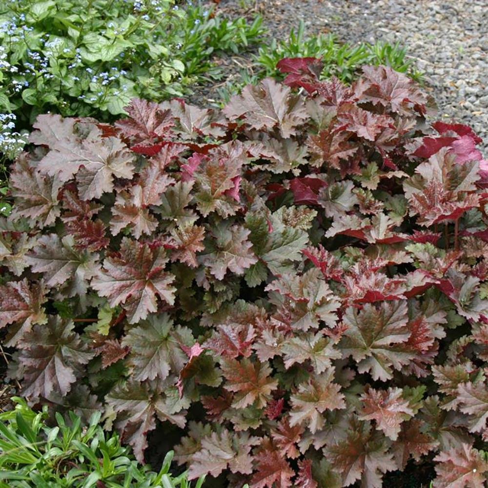 Clopotel purpuriu maro-ciocolatiu (Heuchera) Chocolate Ruffles, acoperitor de sol