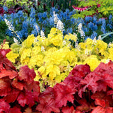 Clopotel purpuriu rosu (Heuchera) Fire Alarm, acoperitor de sol