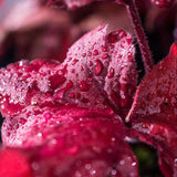 Clopotel purpuriu rosu (Heuchera) Fire Alarm, acoperitor de sol