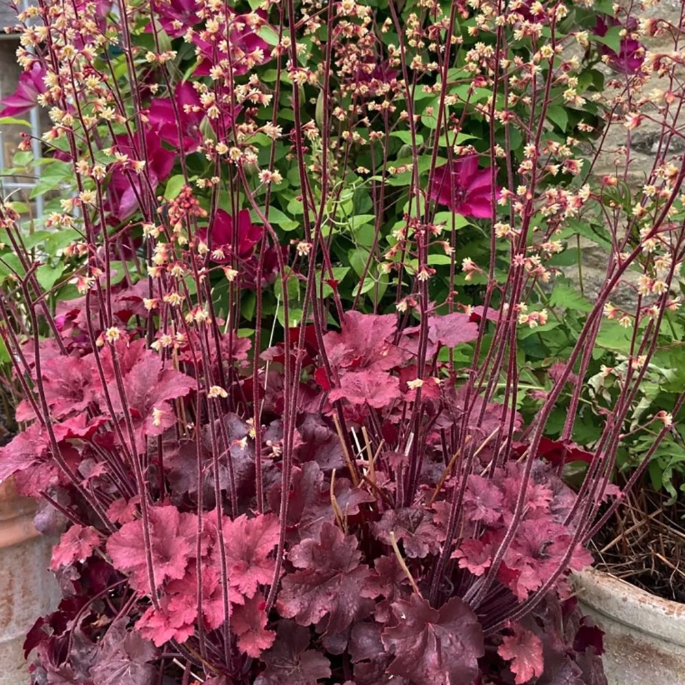 Clopotel purpuriu rosu (Heuchera) Fire Chief, acoperitor de sol