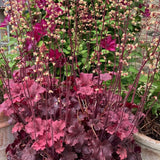 Clopotel purpuriu rosu (Heuchera) Fire Chief, acoperitor de sol