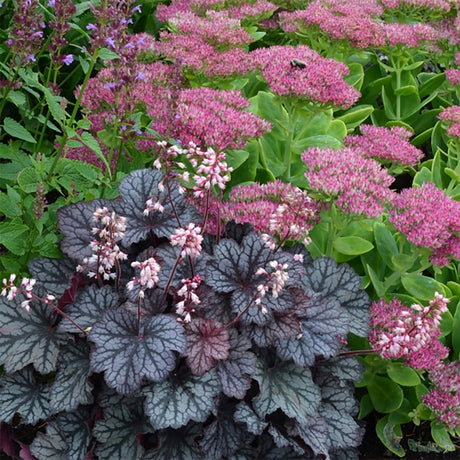 Лилаво звънче (Heuchera) Frosty Night, земно покритие