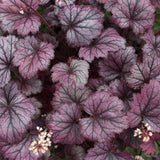 Камбанка пурпурна (Heuchera) Frosty Night, почвопокривно растение