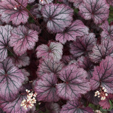 Камбанка пурпурна (Heuchera) Frosty Night, почвопокривно растение