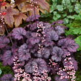 Камбанка пурпурна (Heuchera) Frosty Night, почвопокривно растение