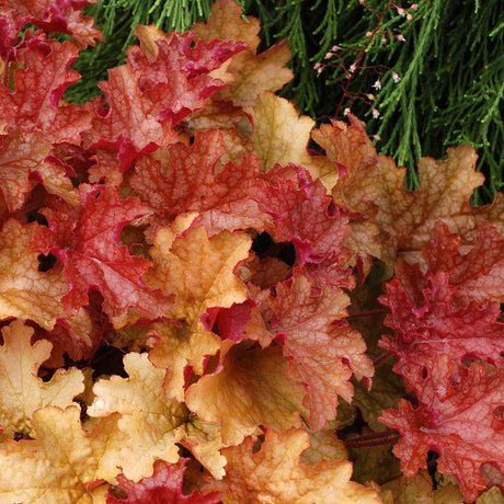 Clopotel purpuriu galben-portocaliu (Heuchera) Ginger Peach, acoperitor de sol