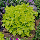 Камбанка пурпурна зелено-лайм (Heuchera) Lime Marmalade