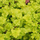 Камбанка пурпурна зелено-лайм (Heuchera) Lime Marmalade