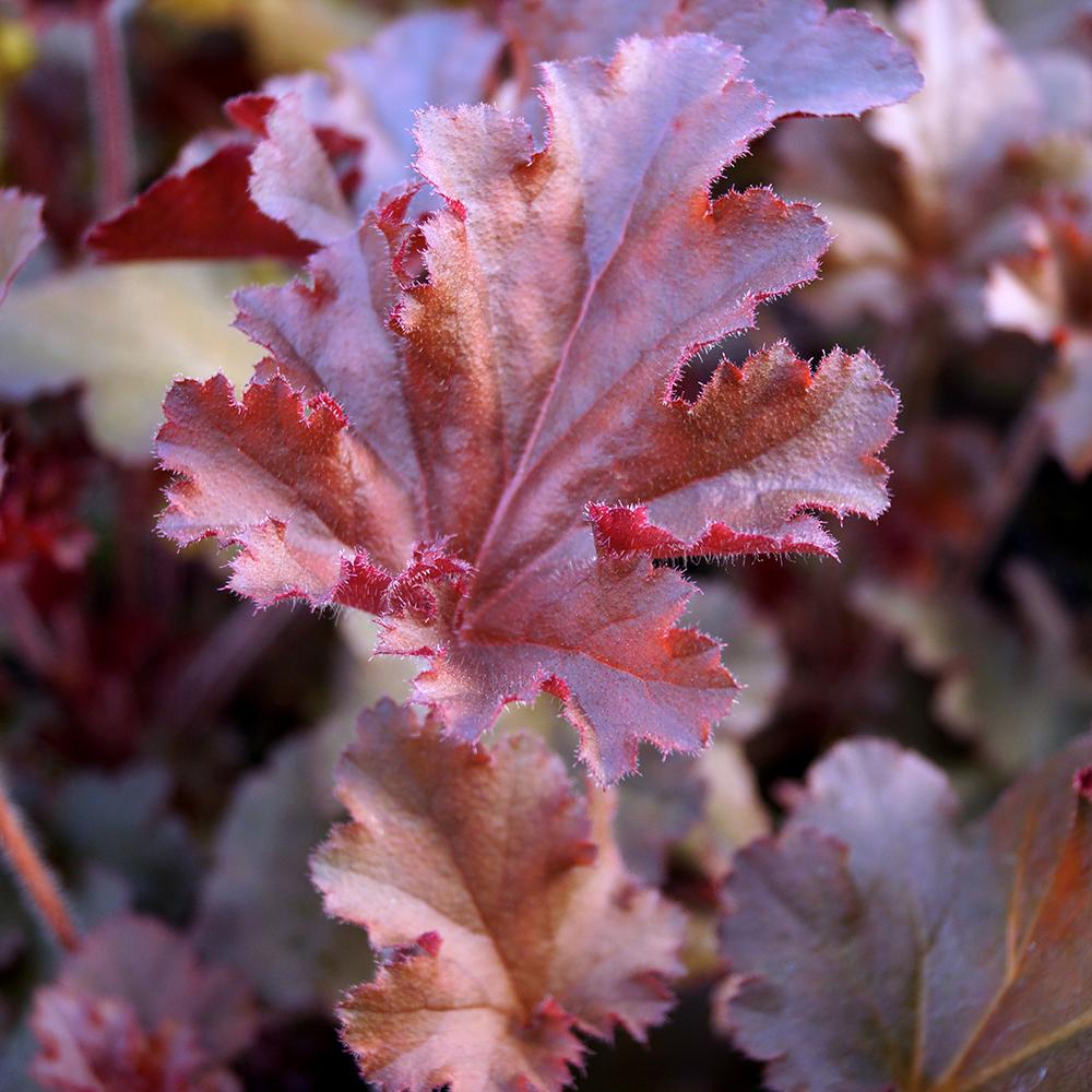 Clopotel purpuriu violet-rosiatic (Heuchera) Melting Fire, acoperitor de sol