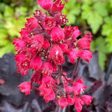 Clopotel purpuriu negru (Heuchera) Black Forest Cake, acoperitor de sol