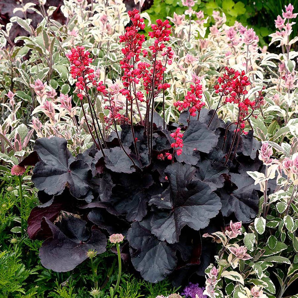 Clopotel purpuriu negru (Heuchera) Black Forest Cake, acoperitor de sol