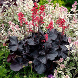 Clopotel purpuriu negru (Heuchera) Black Forest Cake, acoperitor de sol